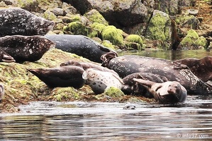 tofino-BC-ours-30