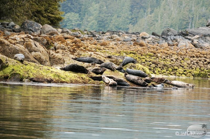 tofino-BC-ours-37.jpg