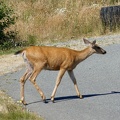 victoria-BC-china-beach-08.jpg