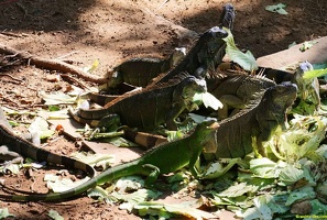 honduras-roatan-019