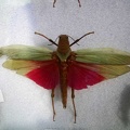 honduras-roatan-086.jpg