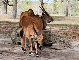 zoo-miami-21