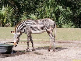 zoo-miami-24