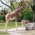 zoo-miami-32.jpg