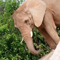 zoo-miami-42.jpg