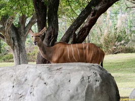 zoo-miami-46