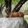 zoo-miami-46.jpg