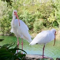 zoo-miami-58.jpg