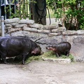 zoo-miami-70.jpg