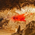 barbade074.jpg