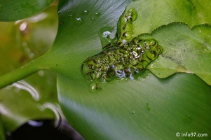 holland-america-croisiere-costa-rica-82