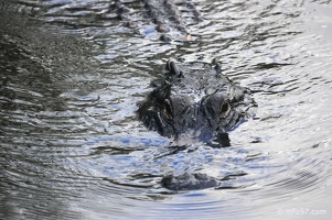 holland-america-everglades-miami-13