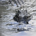 holland-america-everglades-miami-13.jpg