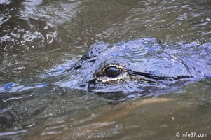 holland-america-everglades-miami-19