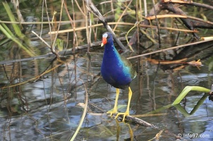 holland-america-everglades-miami-35