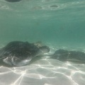 holland-america-half-moon-cay-01.jpg