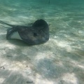 holland-america-half-moon-cay-12.jpg