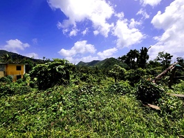 P1034994dominica-j1.