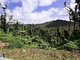 P1035008dominica-j1.