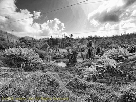 P1035015dominica-j1.