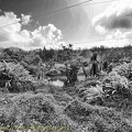 P1035015dominica-j1..jpg