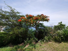 P1035088dominica-j2.