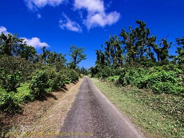 P1035101dominica-j3.