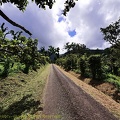 P1035103dominica-j3..jpg