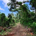 P1035112dominica-j3..jpg