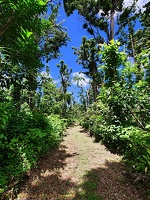 P1035116dominica-j3.