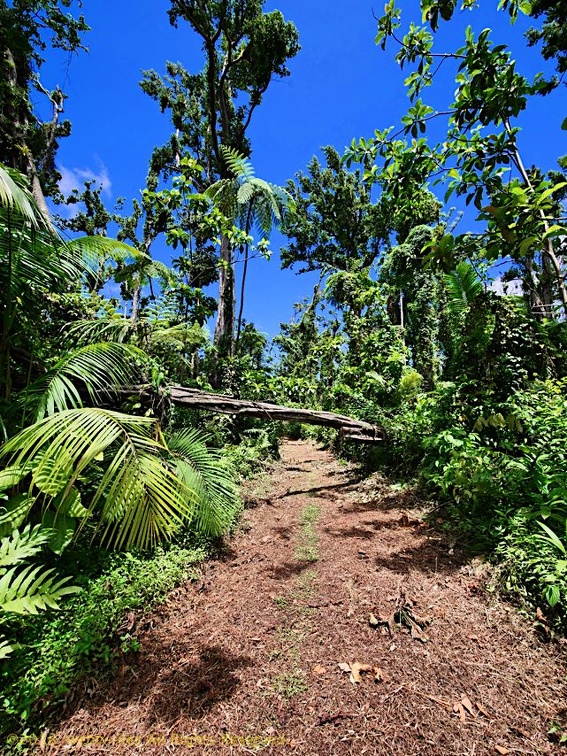 P1035120dominica-j3..jpg