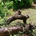 P1035126dominica-j3..jpg
