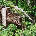 P1035131dominica-j3..jpg