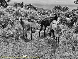 P1035209dominica-j4.