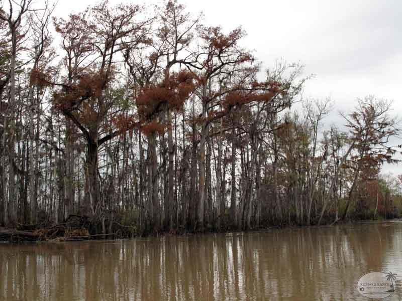 bayou19.jpg