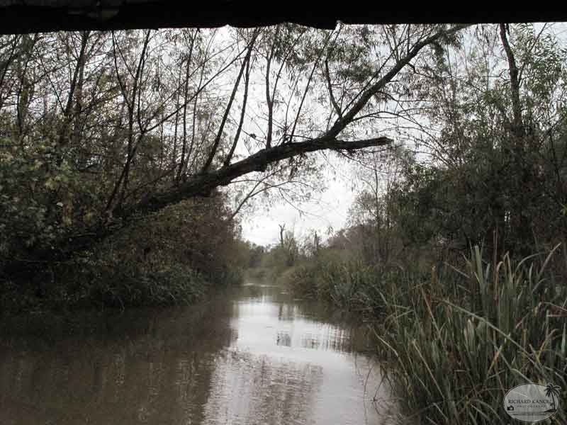 bayou21.jpg
