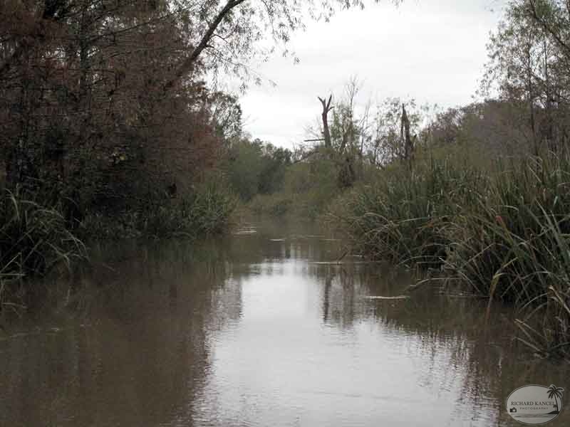 bayou22.jpg