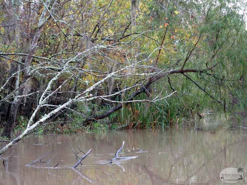 bayou23.jpg