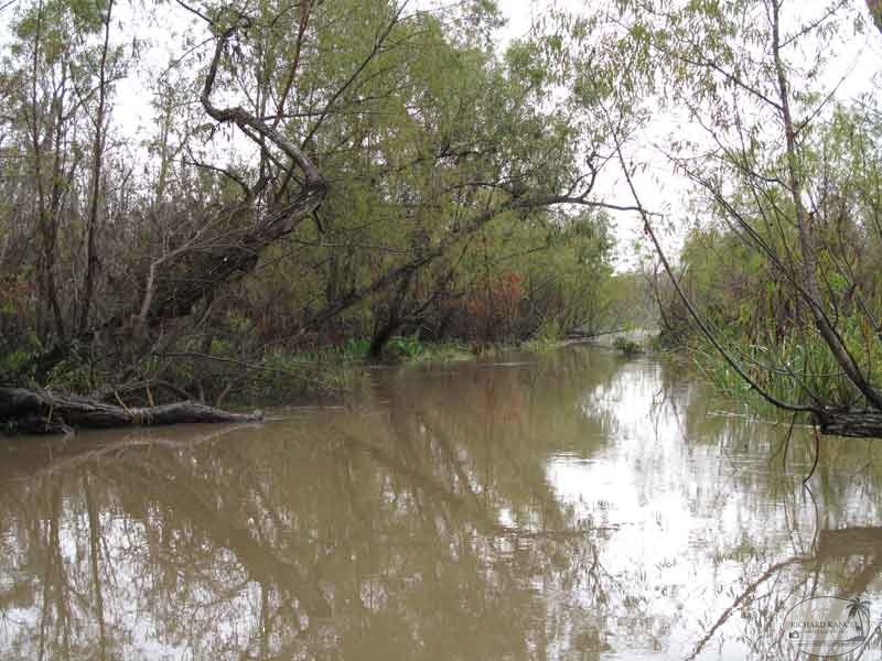 bayou25.jpg