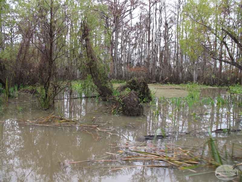 bayou26.jpg