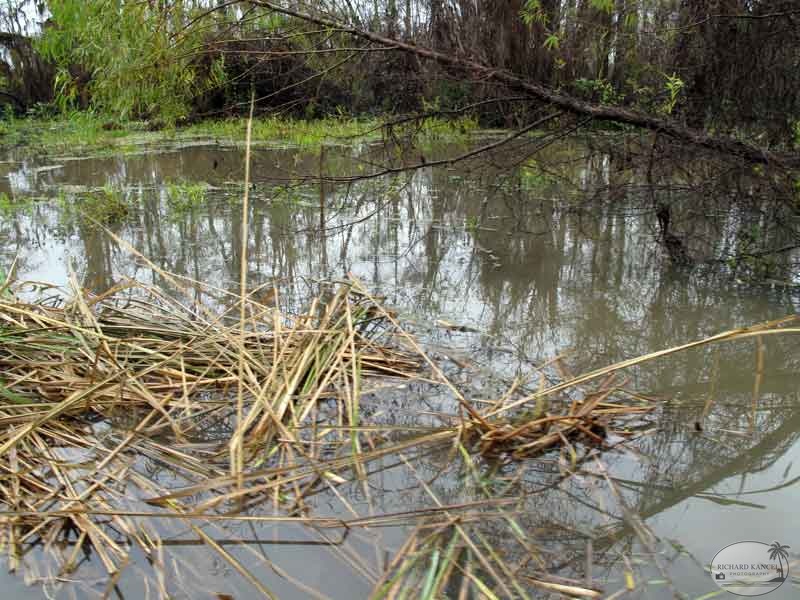 bayou29.jpg