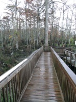 bayou3