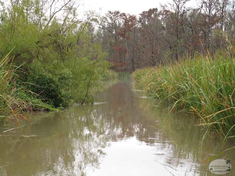 bayou33.jpg