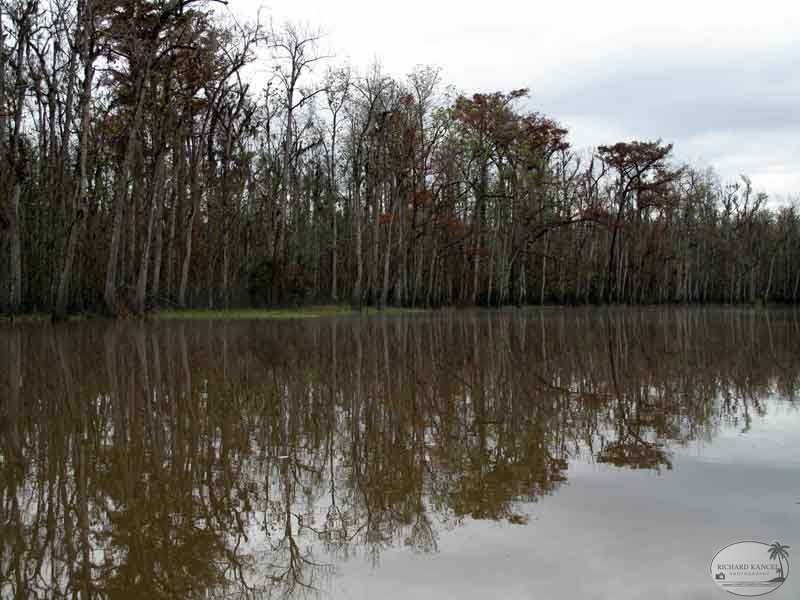 bayou34.jpg