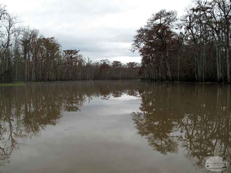 bayou35.jpg