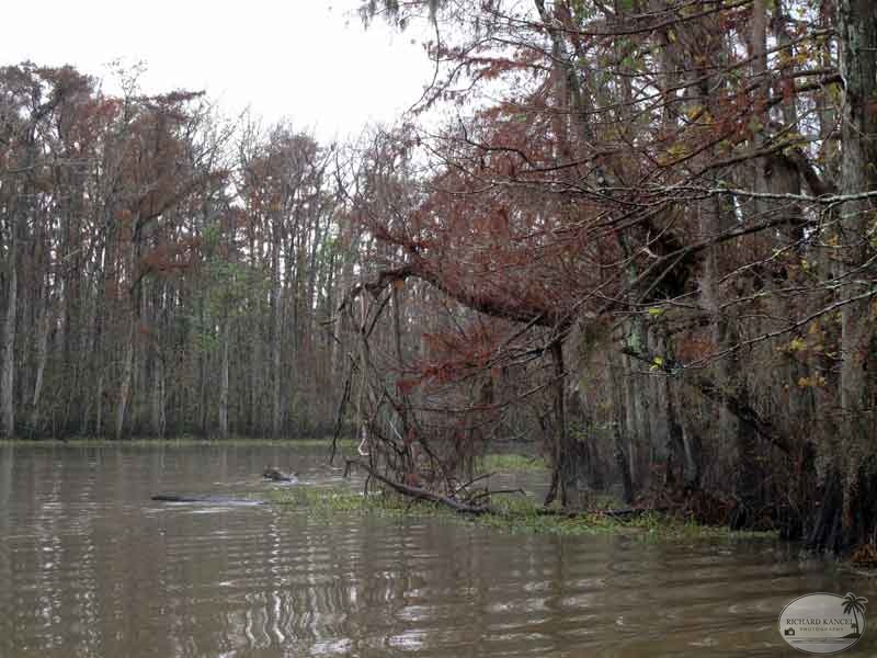 bayou36.jpg