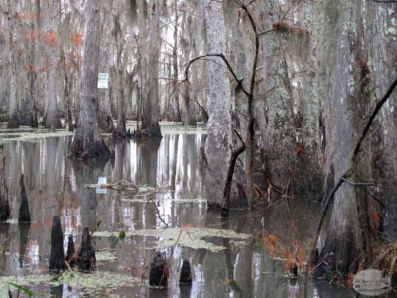 bayou40.jpg