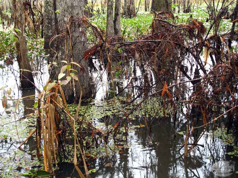 bayou42.jpg