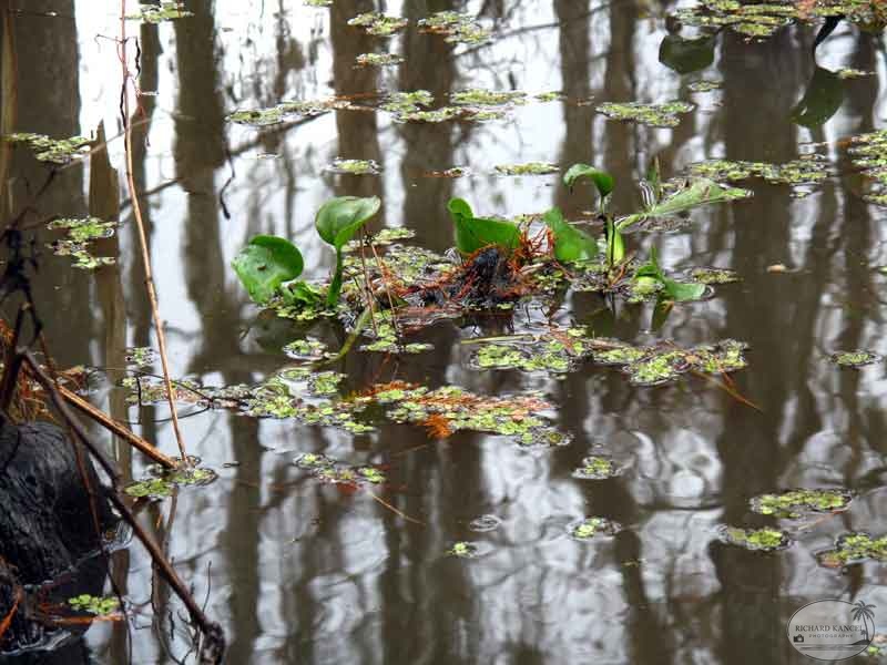 bayou43.jpg
