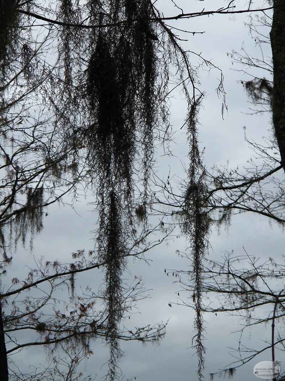 bayou45.jpg